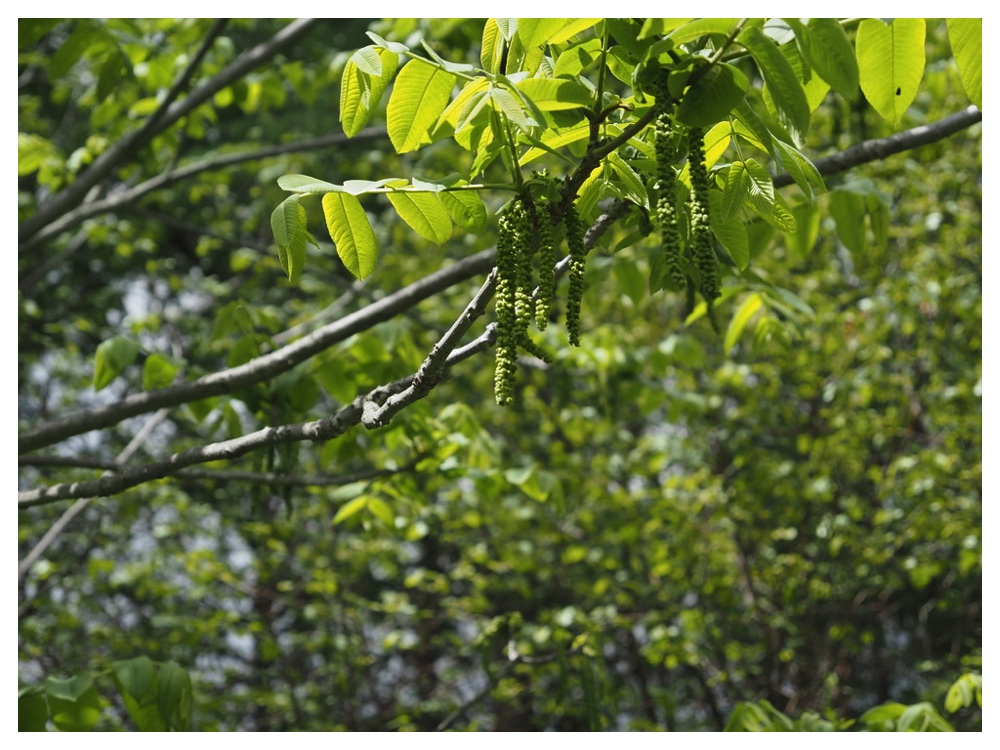 オニグルミの雄花