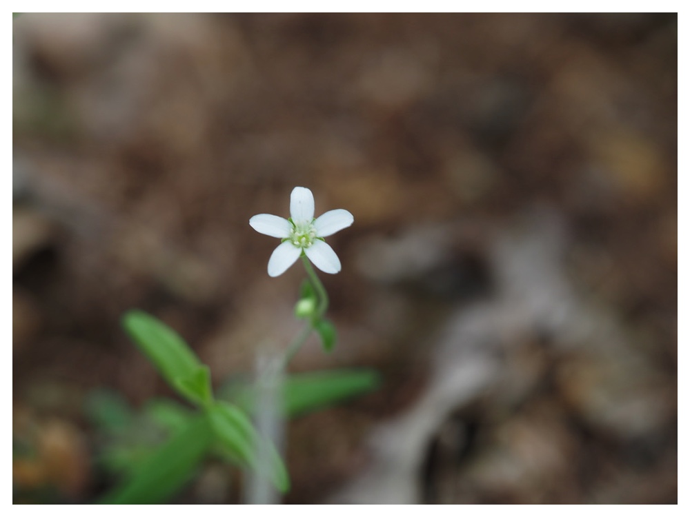 オオヤマフスマ