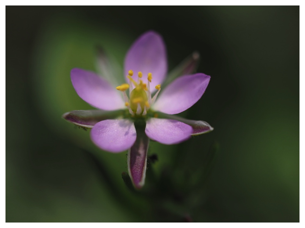 ウスベニツメクサ