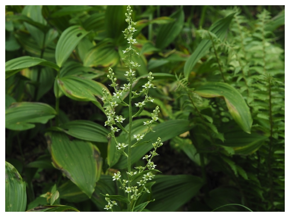 バイケイソウの花