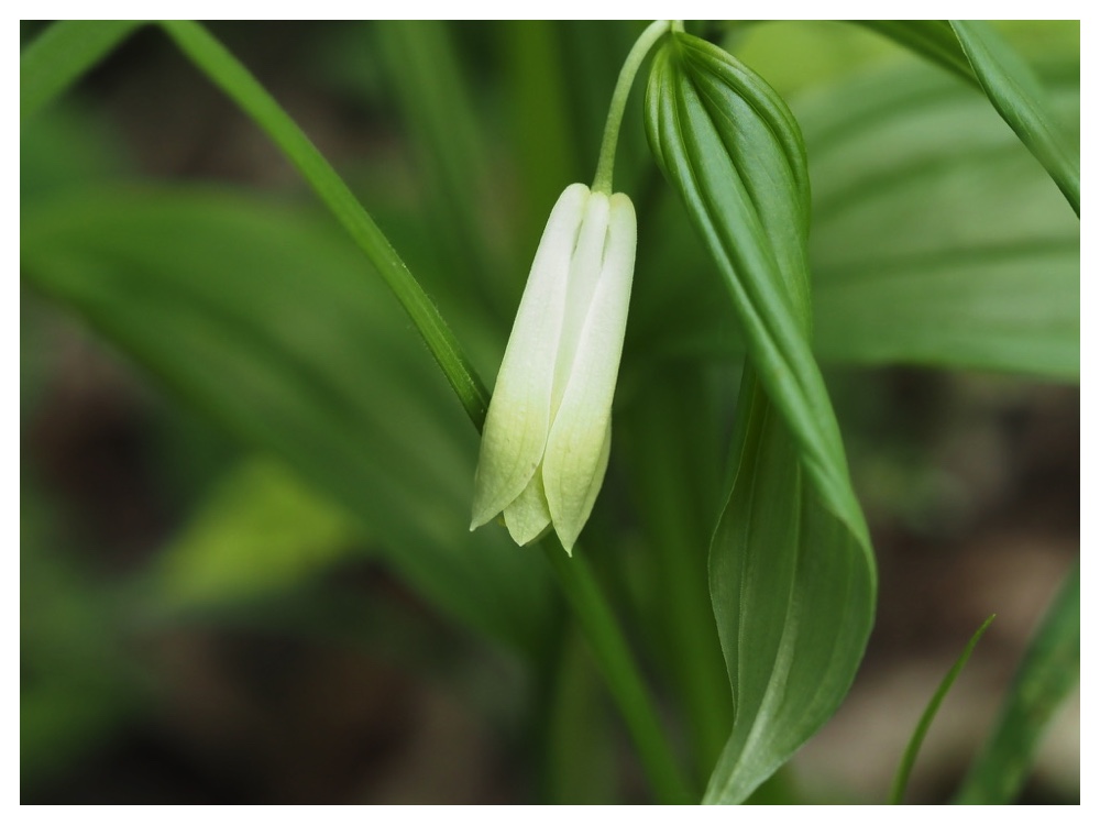 ホウチャクソウ