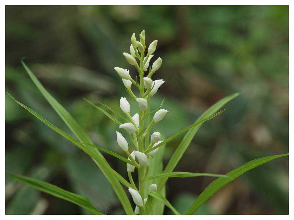 ササバギンラン