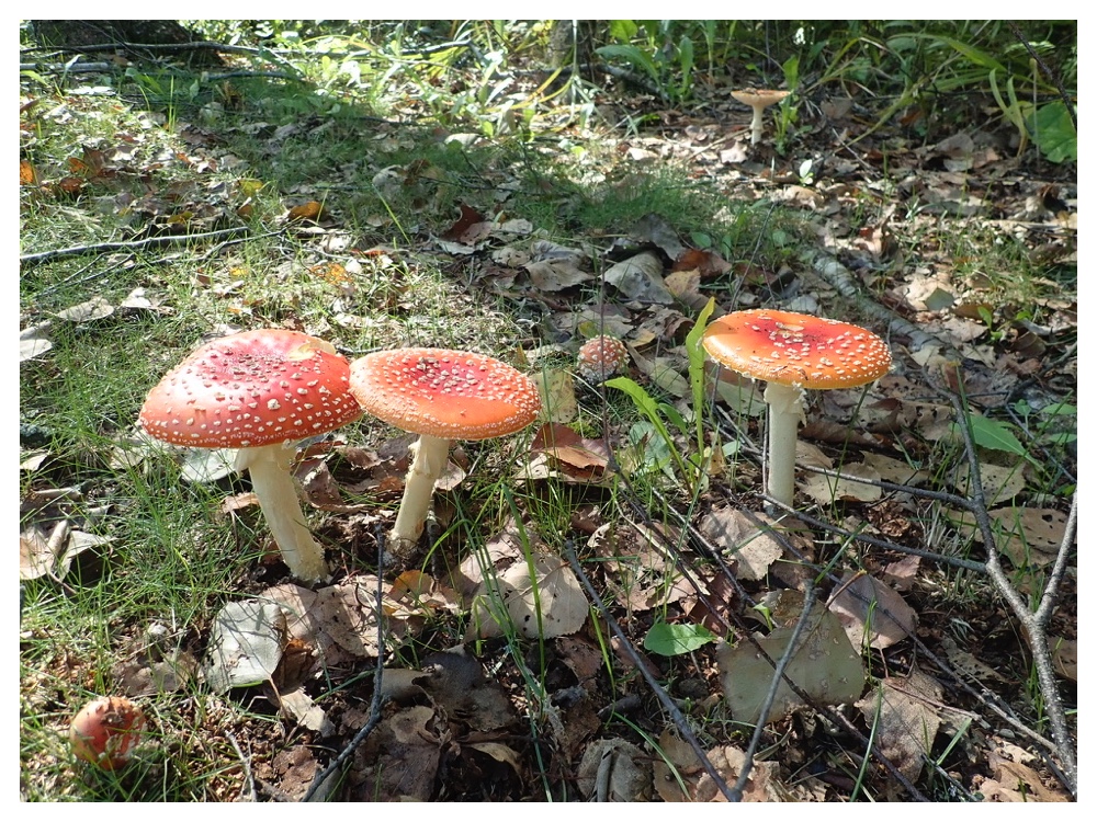 ベニテングタケ