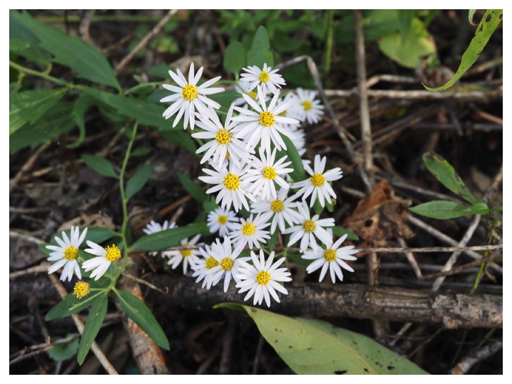 エゾノコンギク