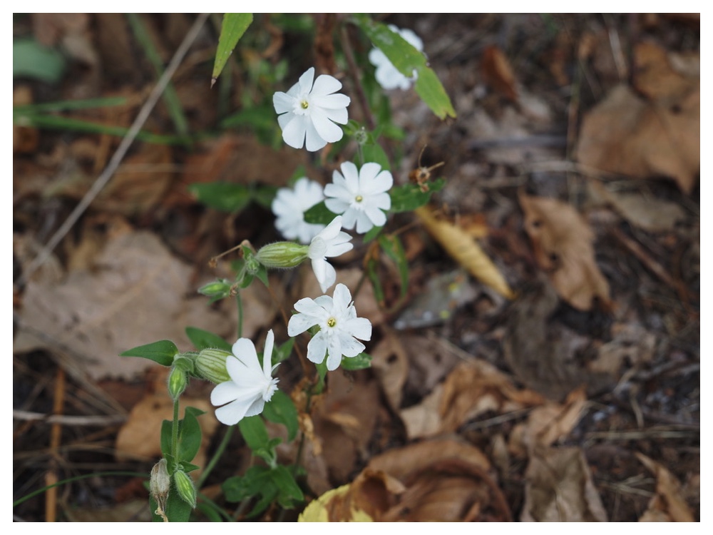 マツヨイセンノウ