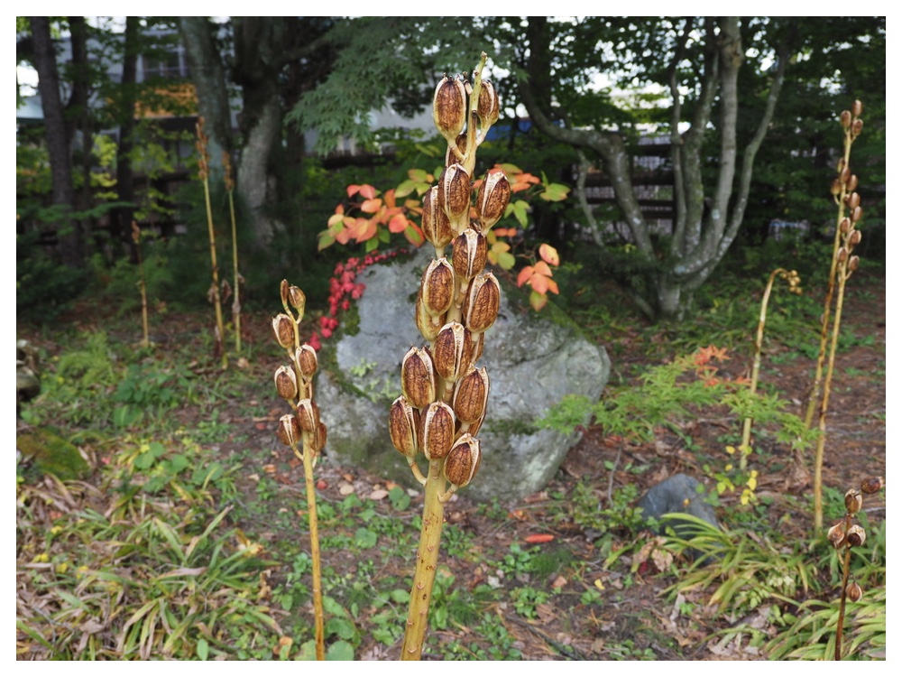 オオウバユリの実