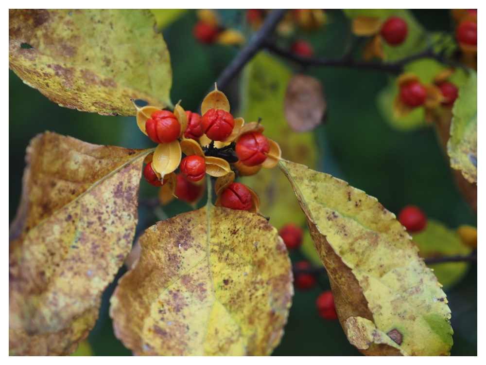 ツルウメモドキの実