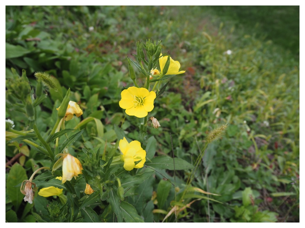 メマツヨイイグサ