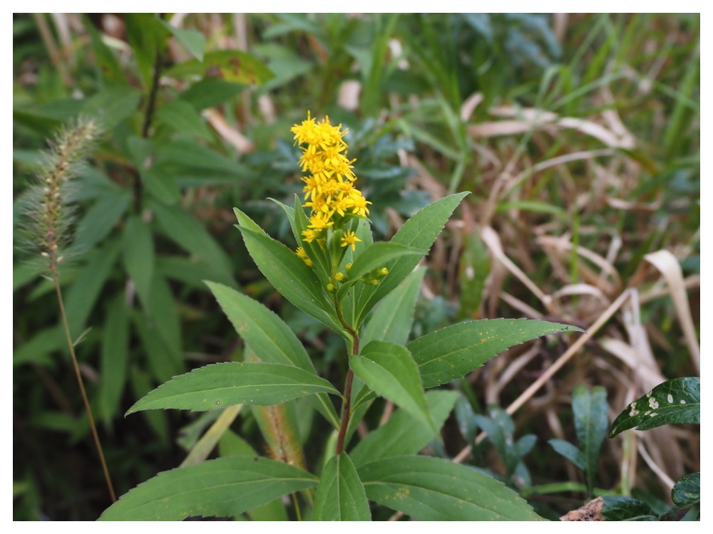 ミヤマアキノキリンソウ