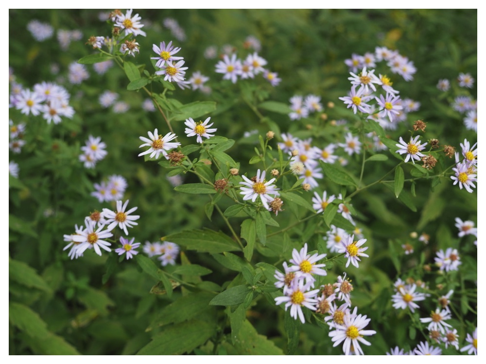 エゾノコンギク