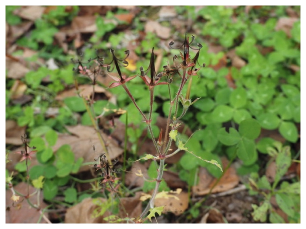 ゲンノショウコの実