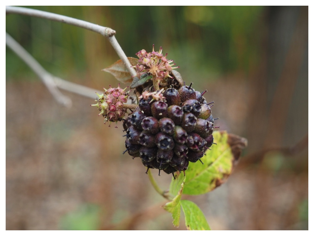 ケヤマウコギの実