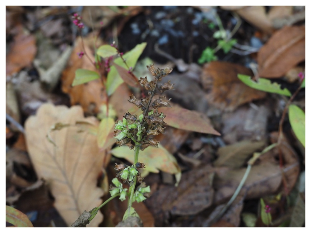 ナギナタコウジュの実