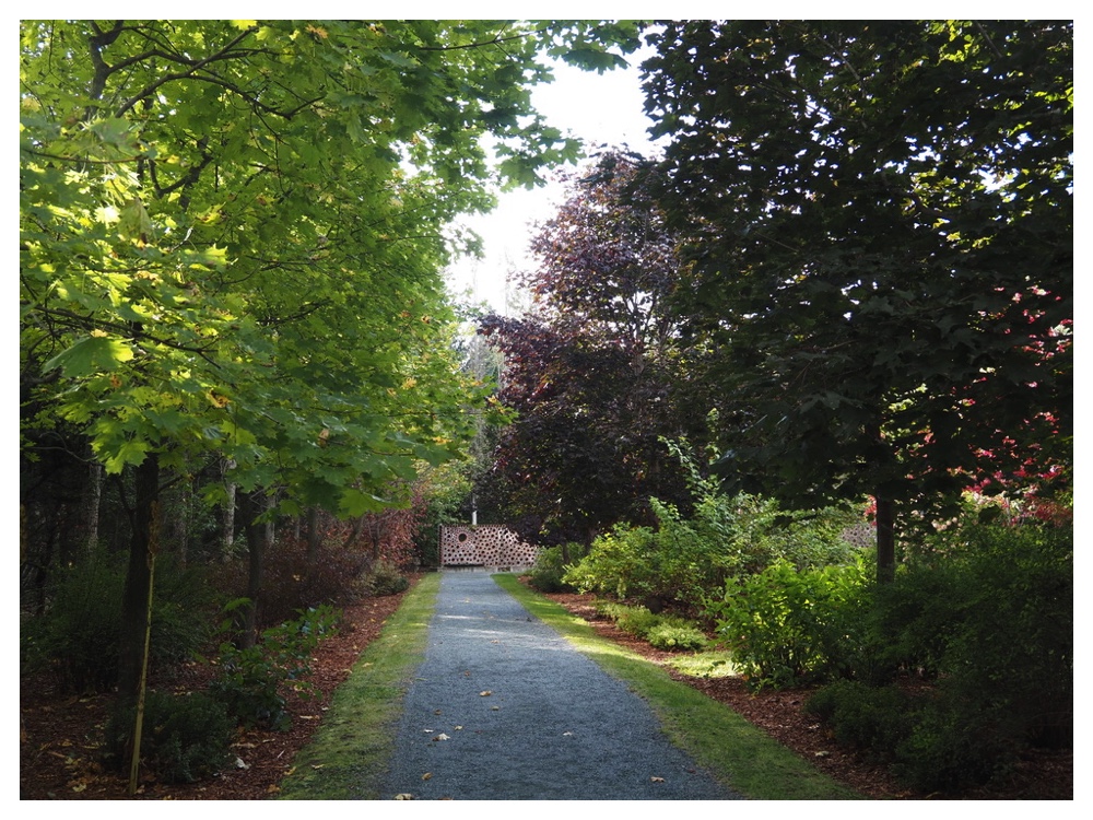 ノルウェーカエデ