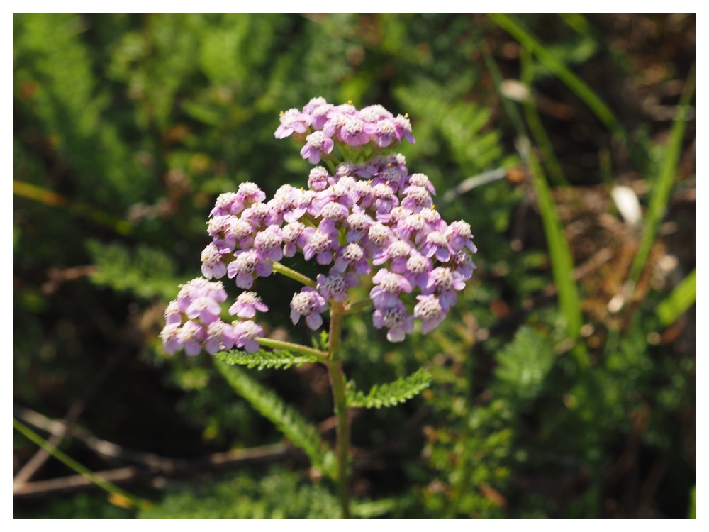 セイヨウノコギリソウ