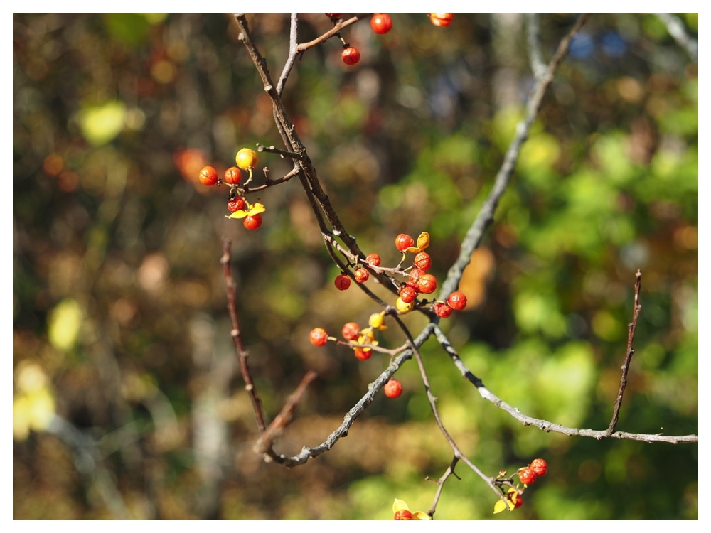 ツルウメモドキ