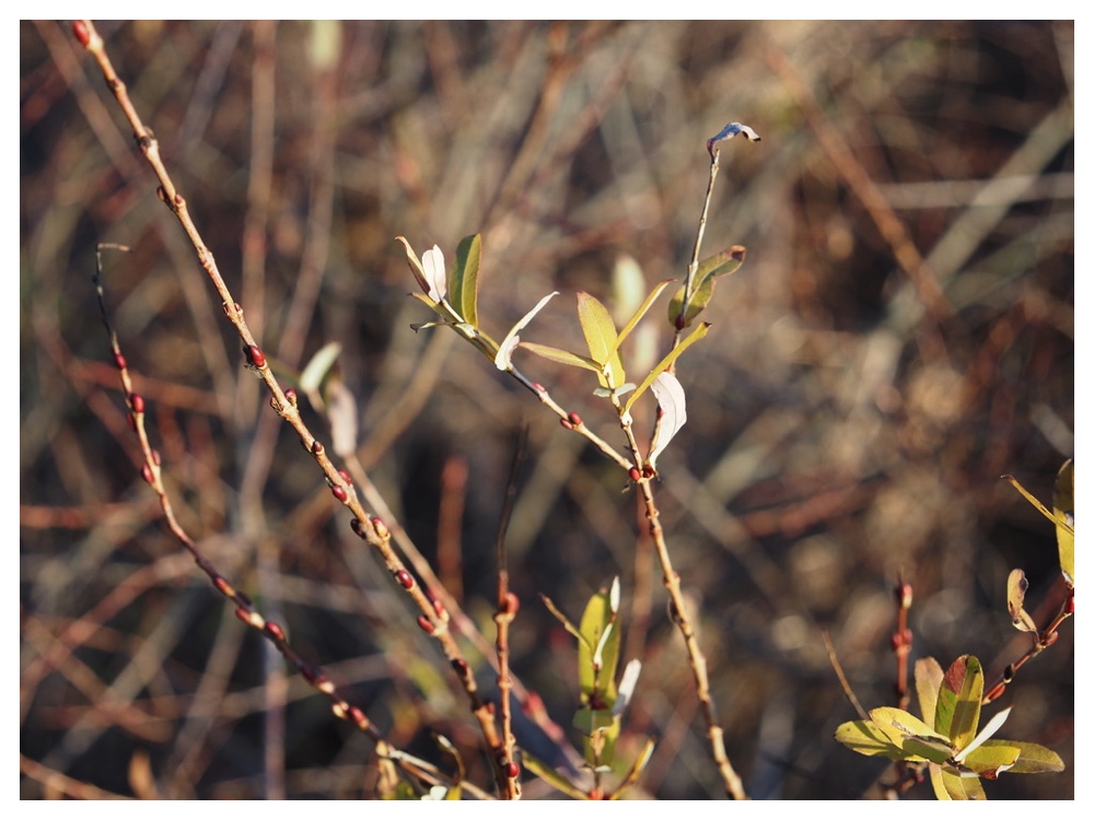 イヌコリヤナギ