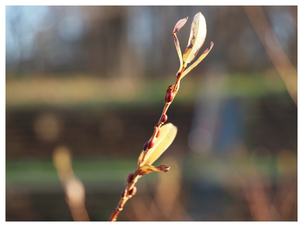 イヌコリヤナギ