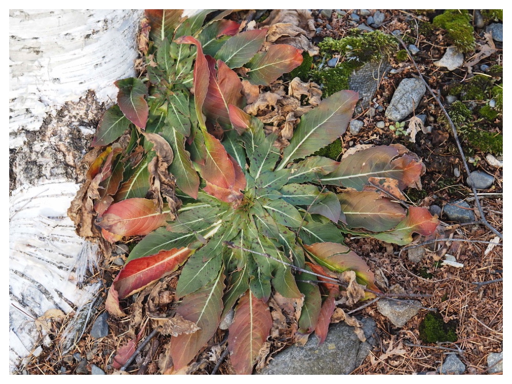 メマツヨイグサのロゼット