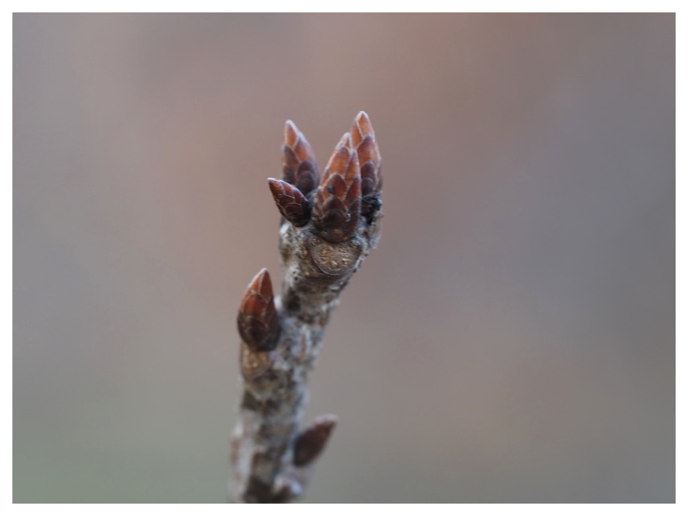 ミズナラの冬芽