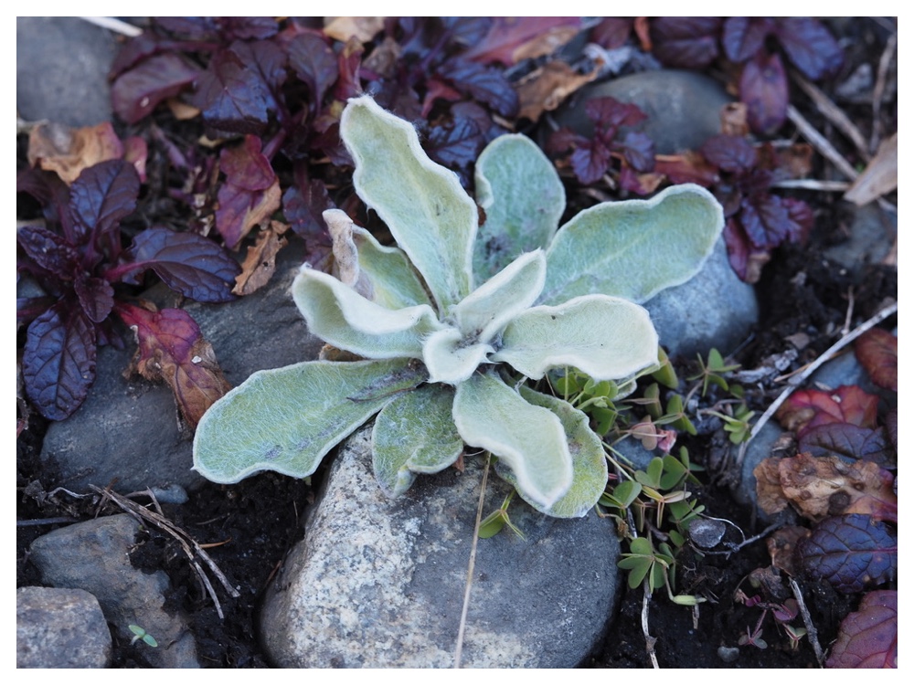 スイセンノウのロゼット