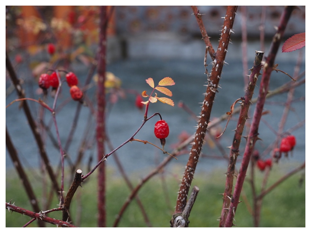 ハマナス交配種の実