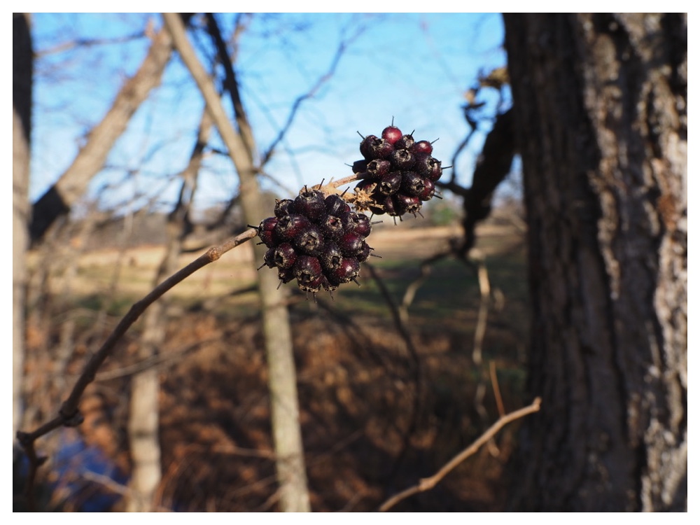 ケヤマウコギの実