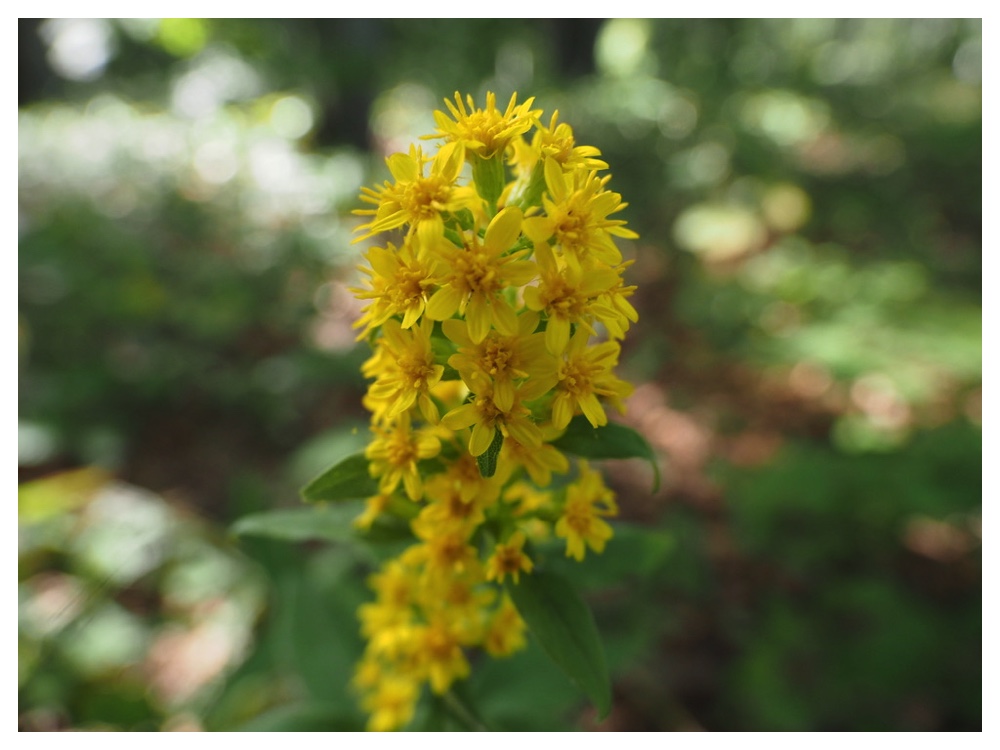 ミヤマアキノキリンソウ