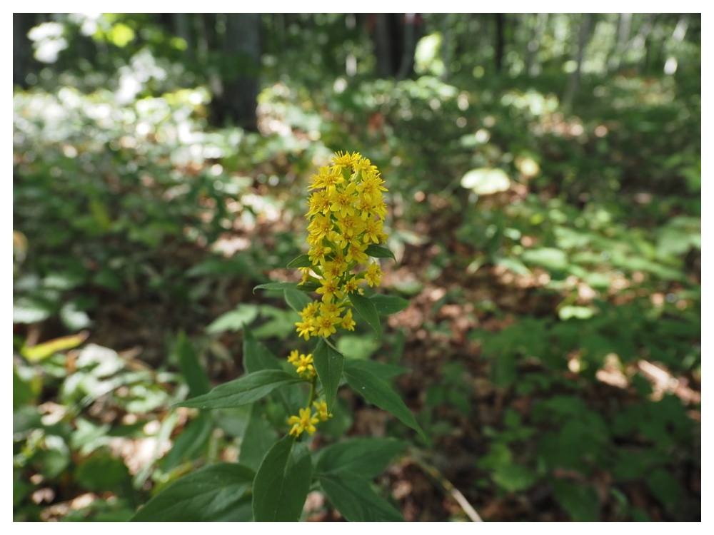 ミヤマアキノキリンソウ