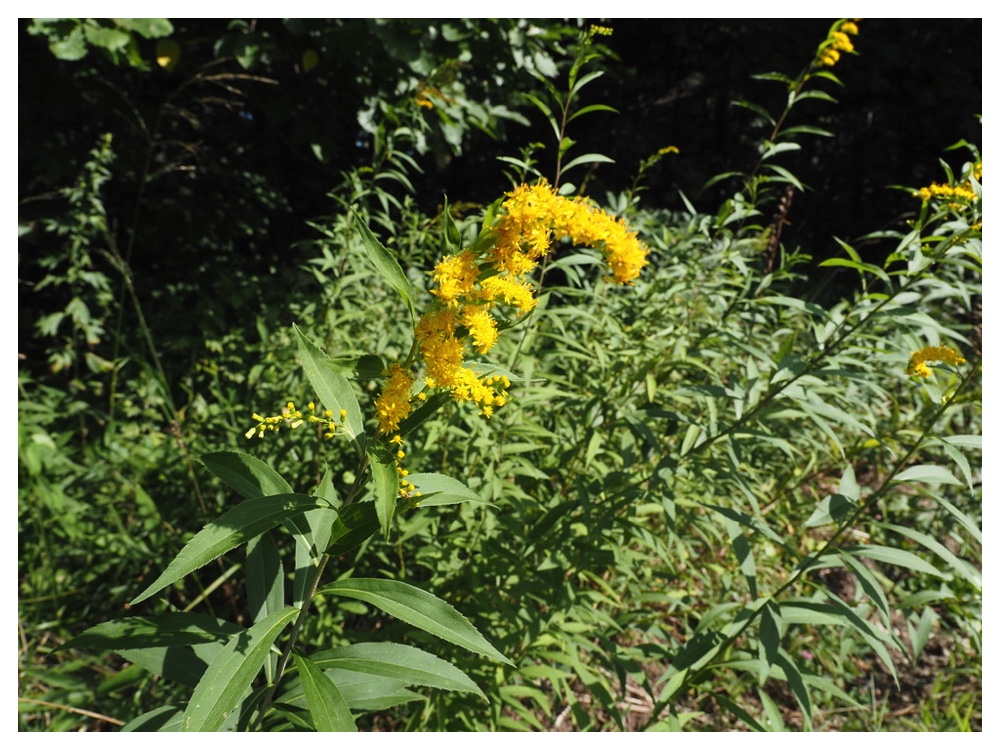 オオアワダチソウ