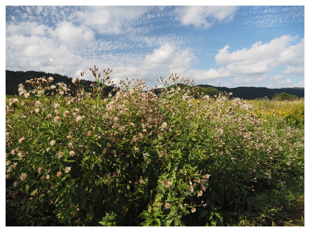 エゾノキツネアザミ