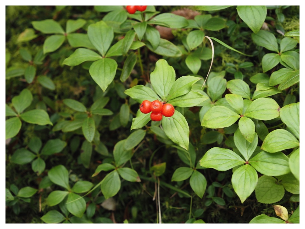 ゴゼンタチバナ