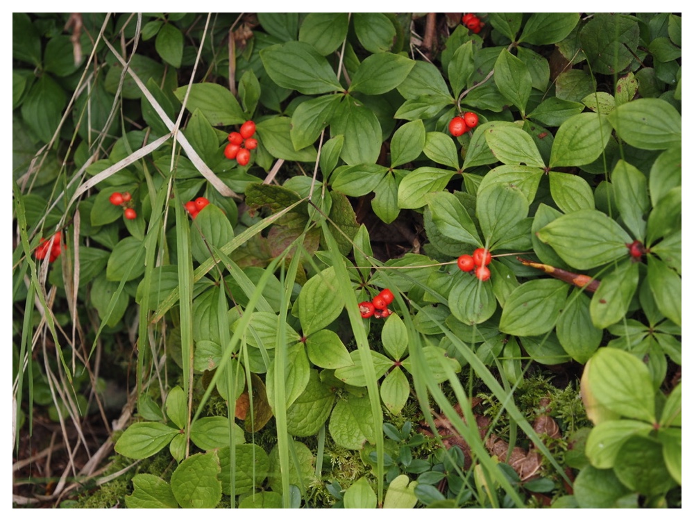 ゴゼンタチバナ