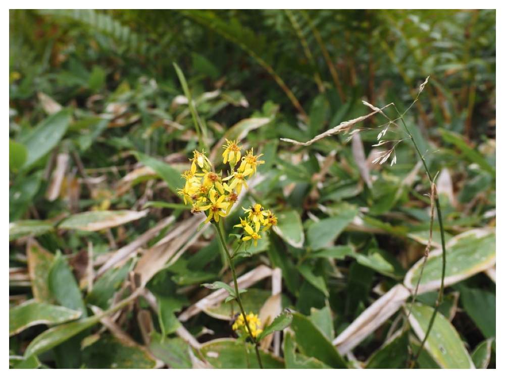 ミヤマアキノキリンソウ