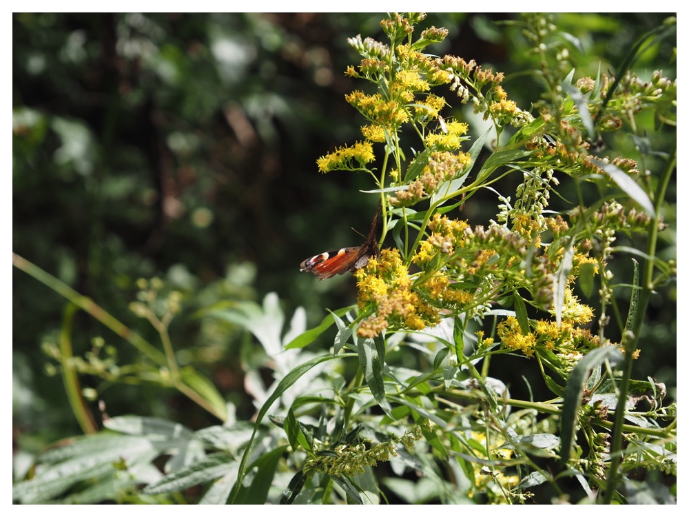 オオアワダチソウ