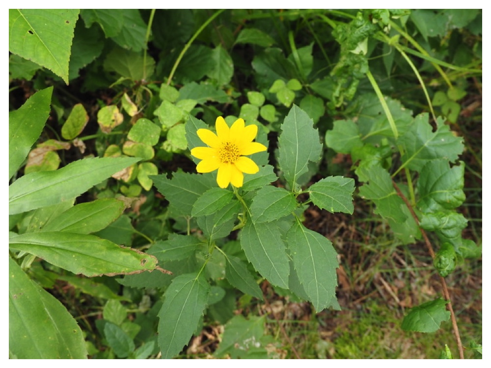 アラゲハンゴンソウ