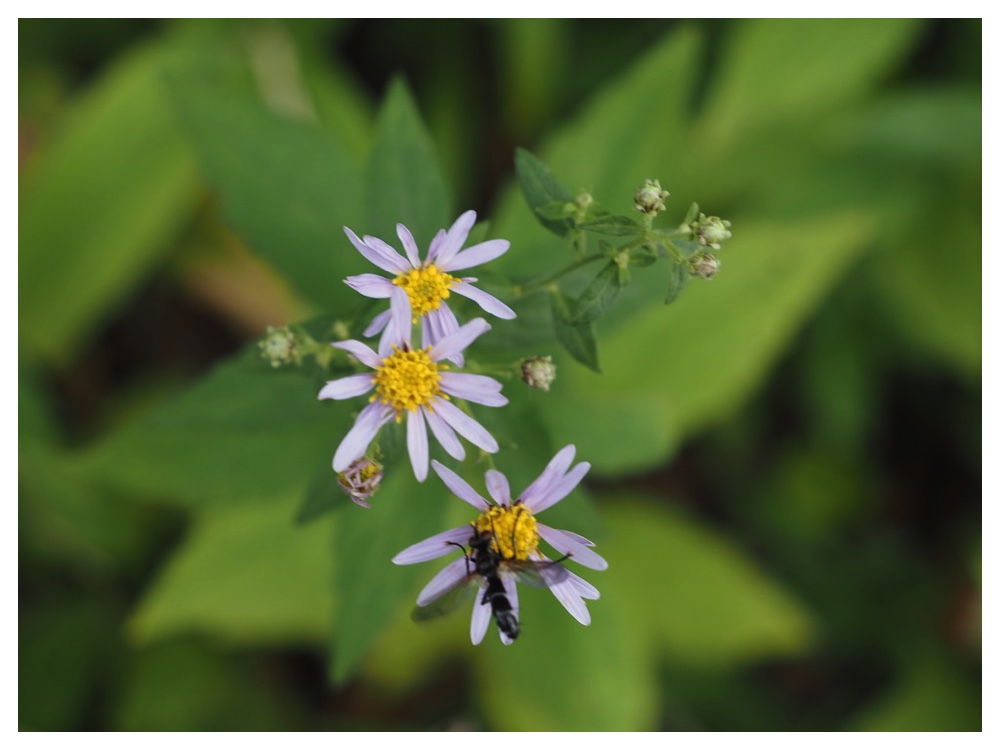 エゾノコンギク