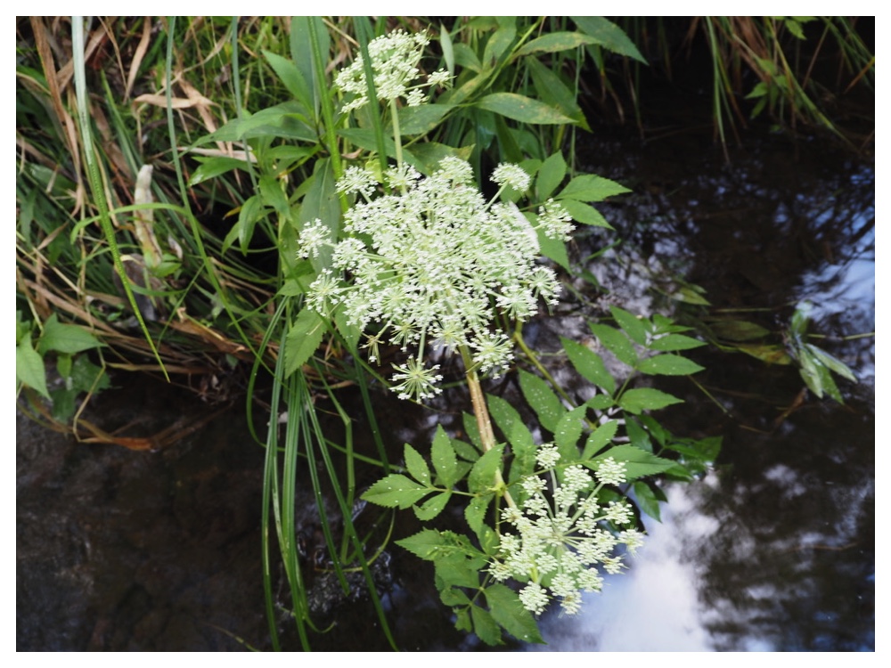エゾノヨロイグサ