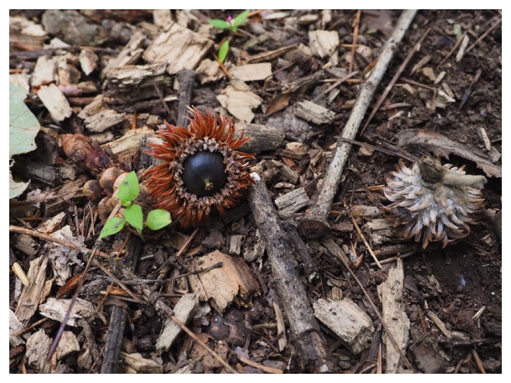 カシワ（ドングリ）