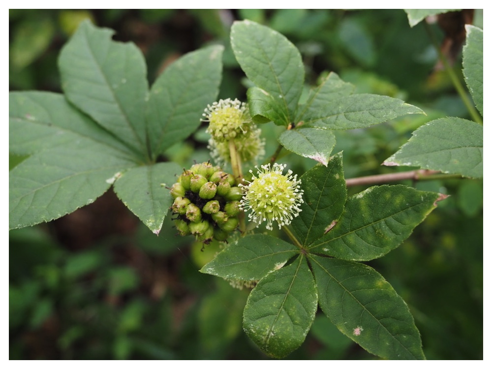 ケヤマウコギの実