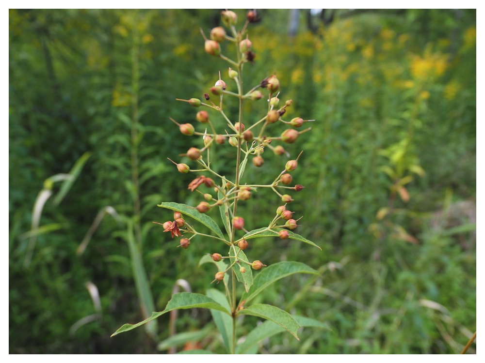 クサレダマの実