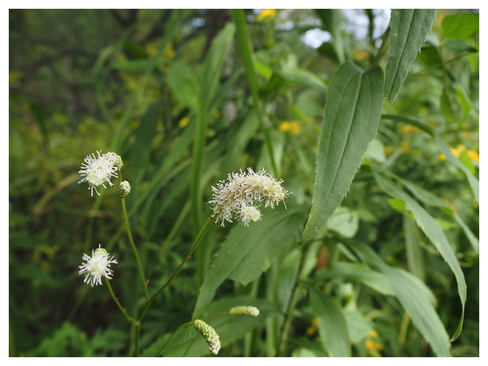 ナガボノシロワレモコウ