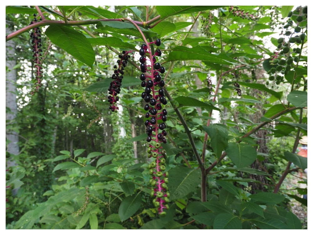 ヨウシュヤマゴボウ