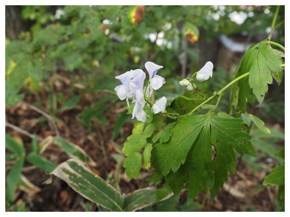 エゾトリカブト