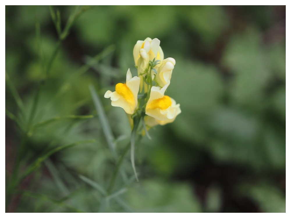 ホソバウンラン