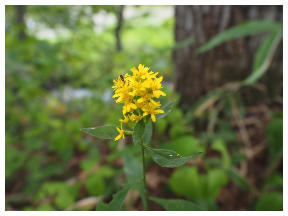 ミヤマアキノキリンソウ