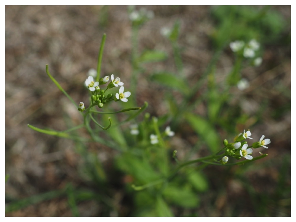 シロイヌナズナ