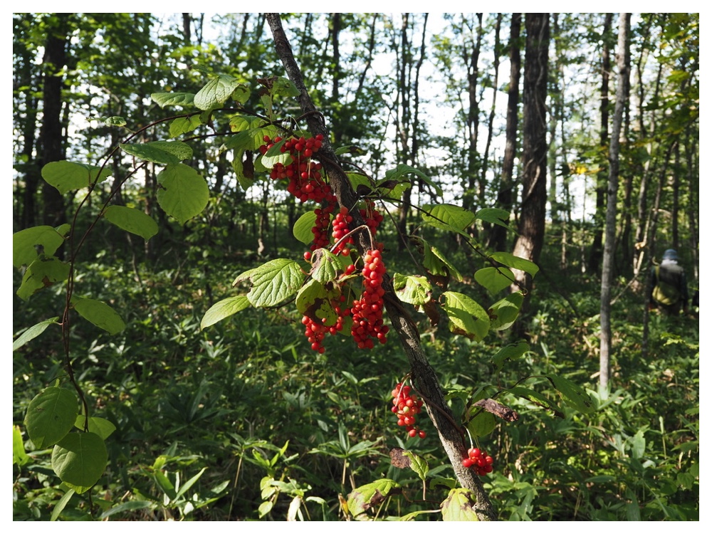 チョウセンゴミシ