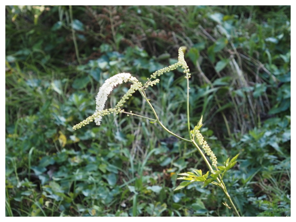 サラシナショウマ