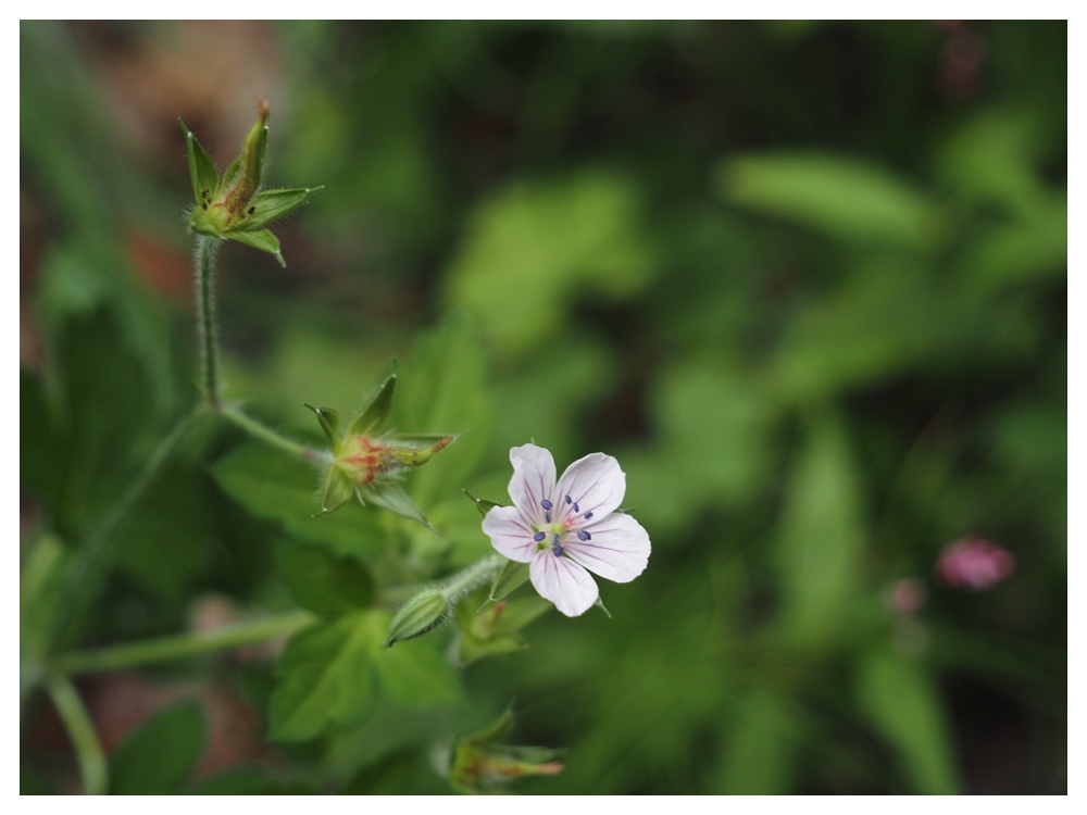 ゲンノショウコ